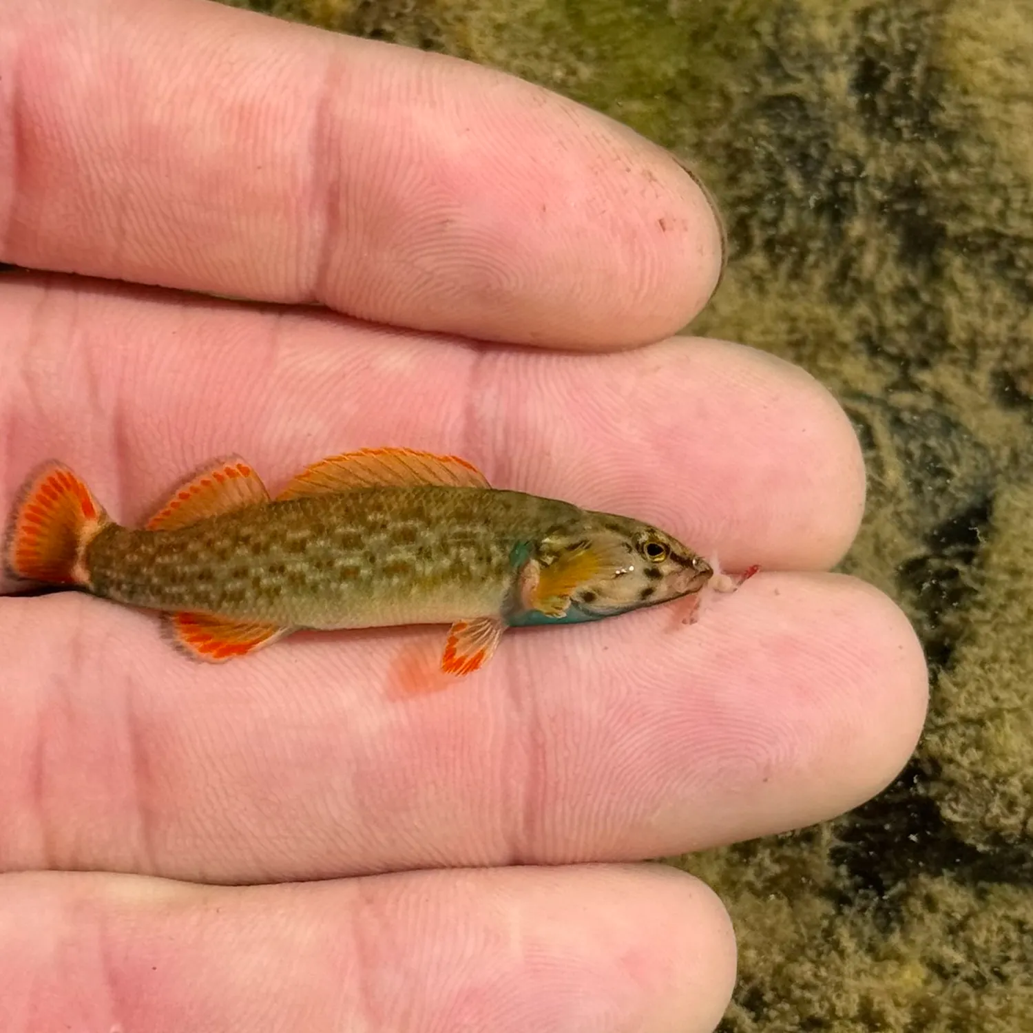 The most recent Redline darter catches on Fishbrain