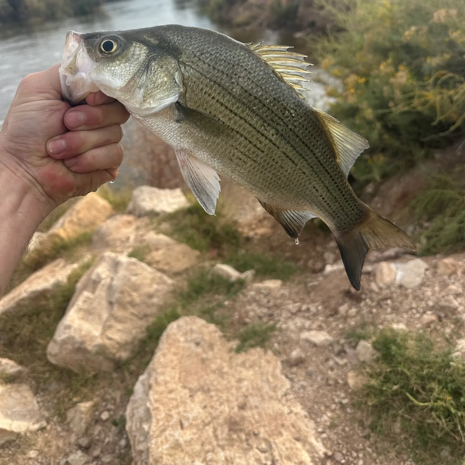 White bass caught on Fishbrain
