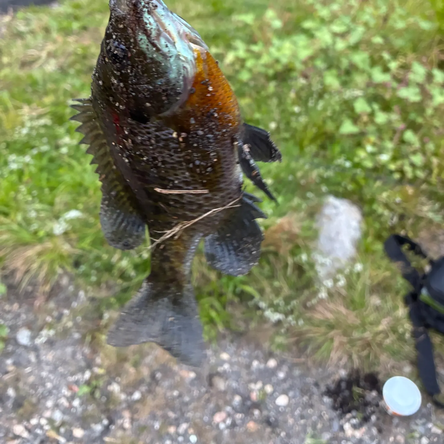 Bluegill caught on Fishbrain