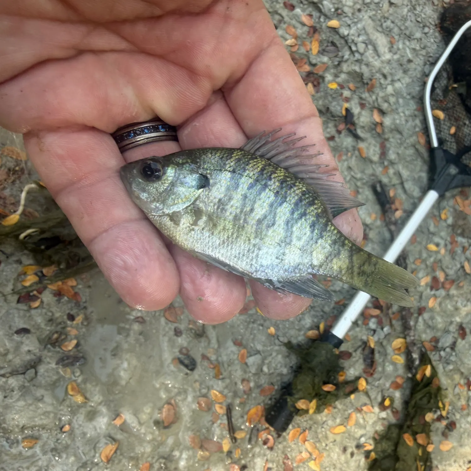 Bluegill caught on Fishbrain