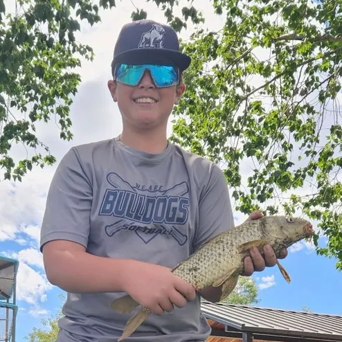 Common carp caught on Fishbrain