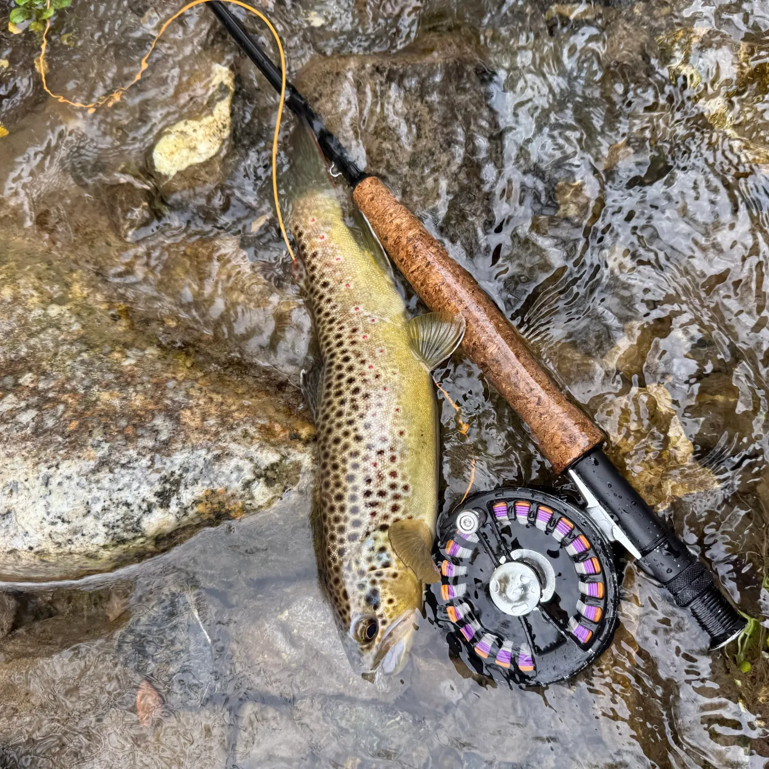 Brown trout caught on Fishbrain