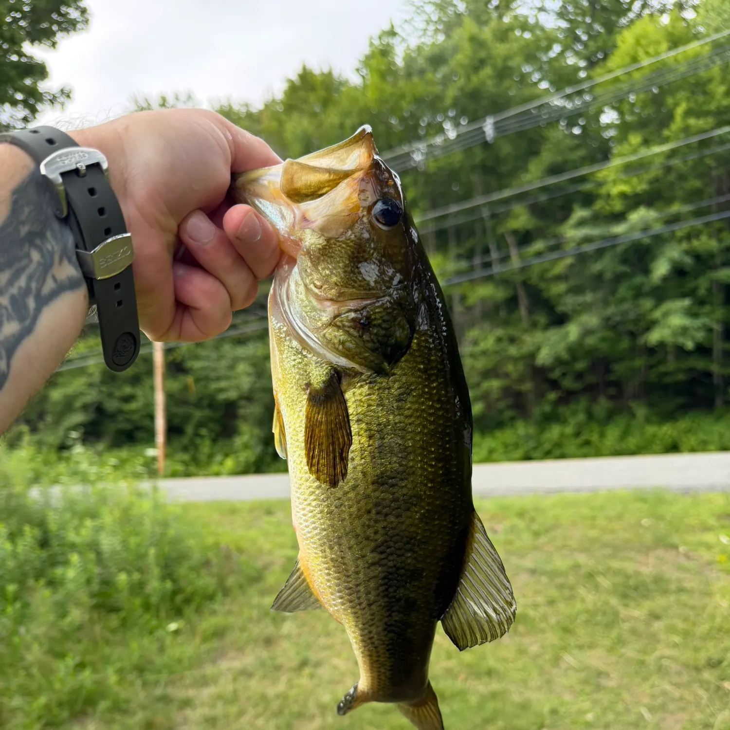 recently logged catches