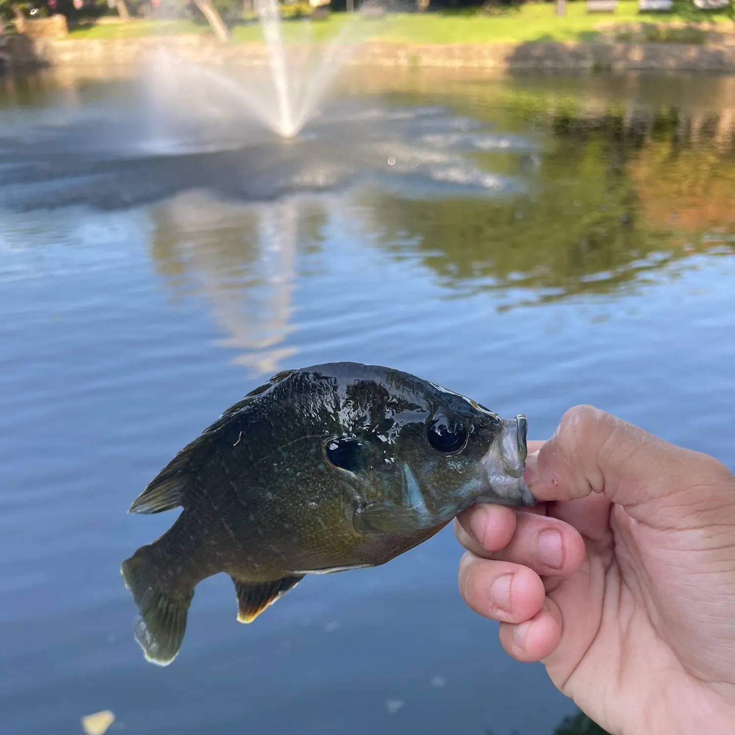 Green sunfish caught on Fishbrain