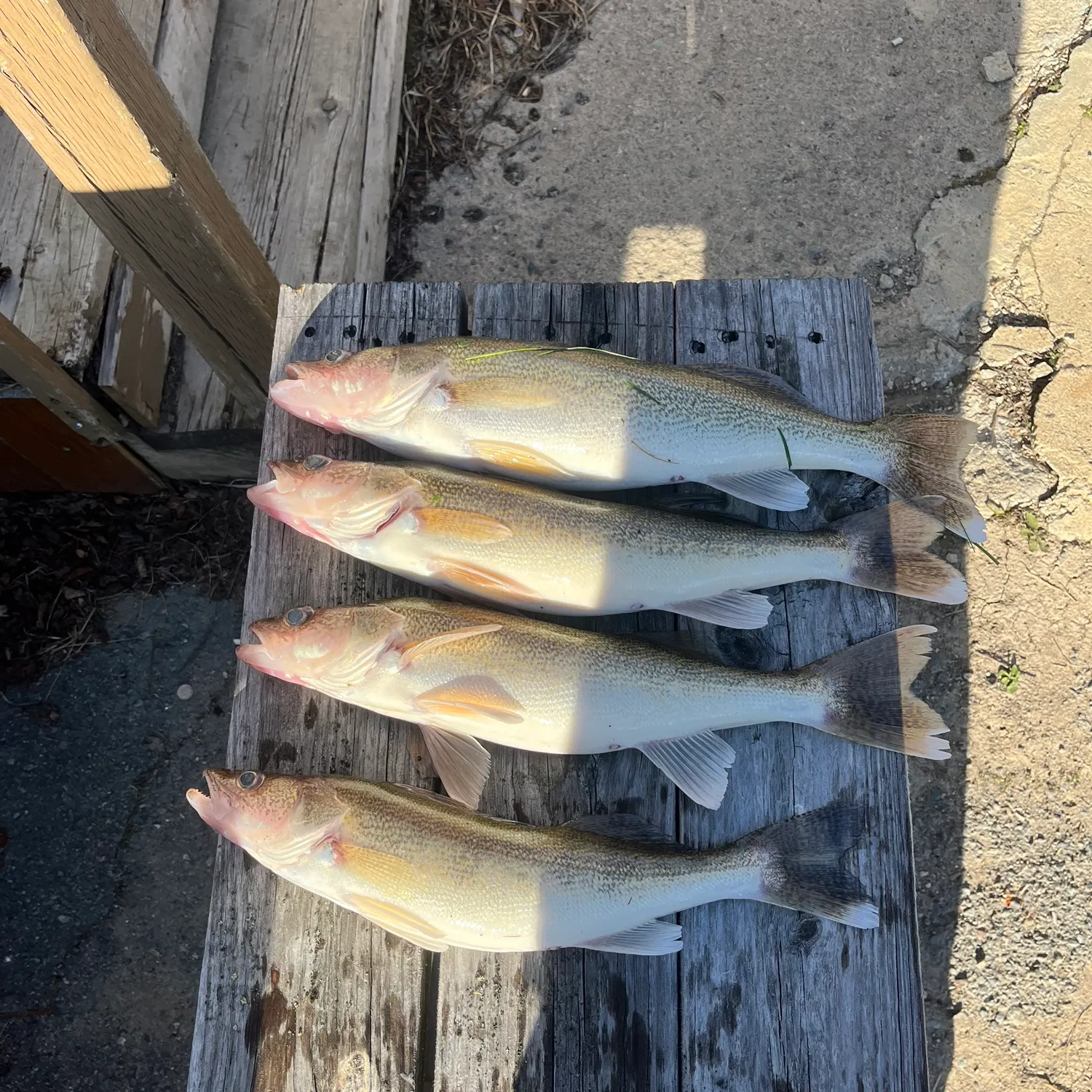 recently logged catches