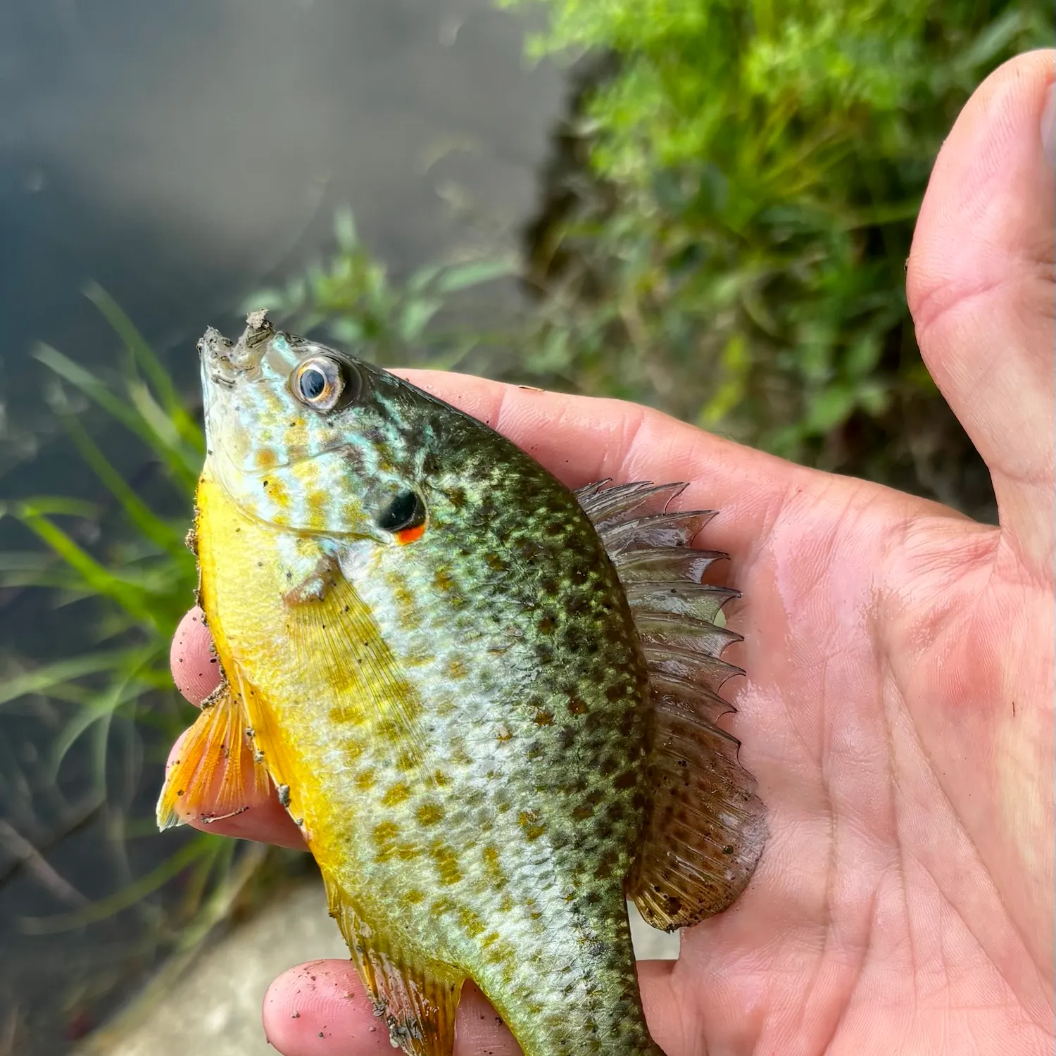Pumpkinseed caught on Fishbrain