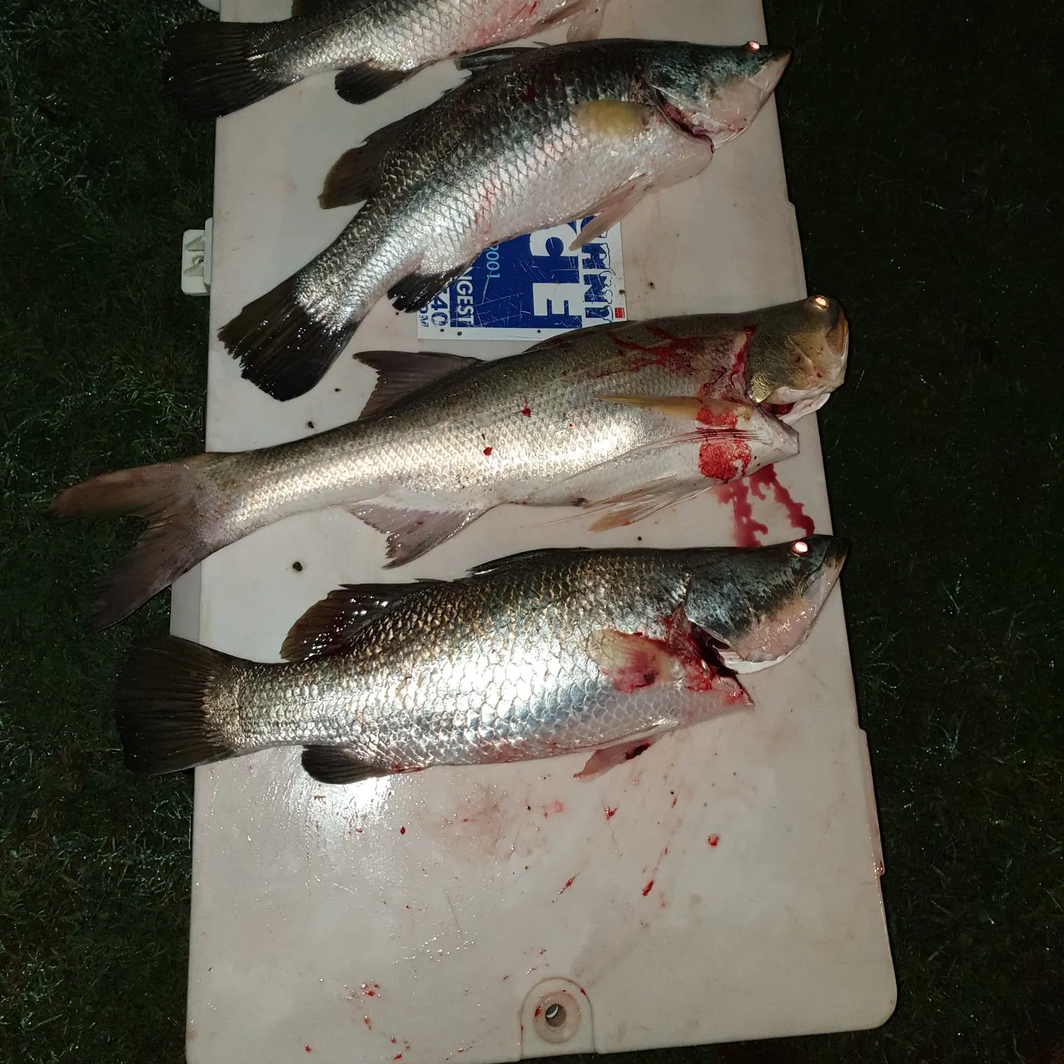 recently logged catches