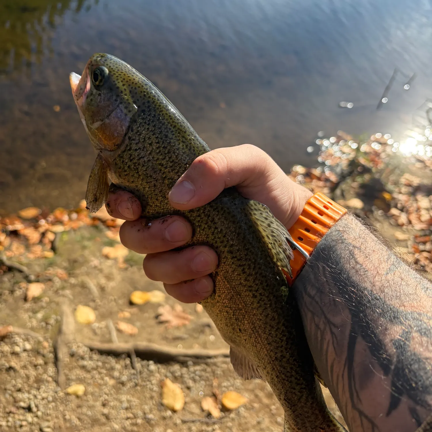 Rainbow trout caught on Fishbrain
