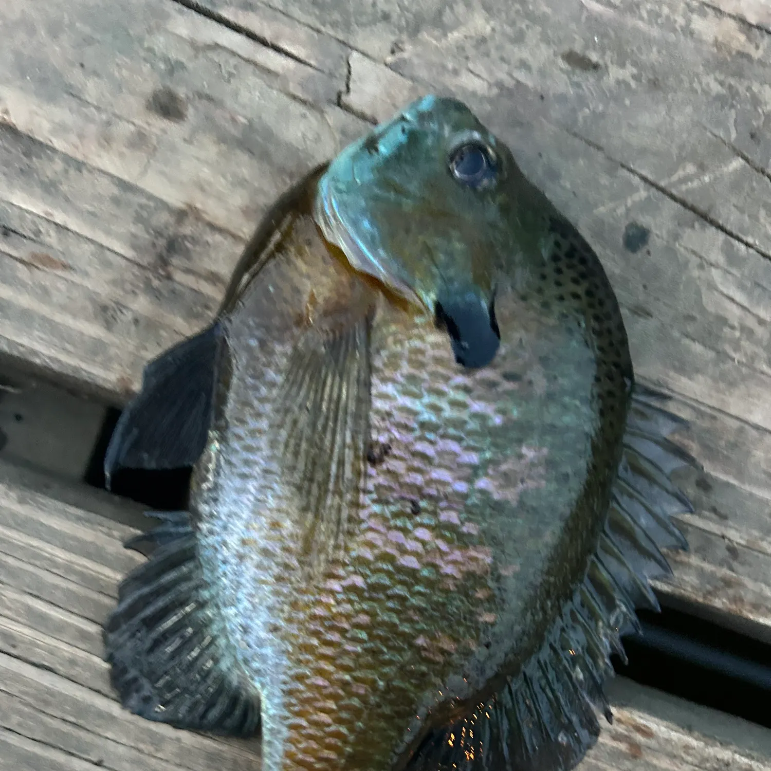 The most recent Greengill hybrid catches on Fishbrain