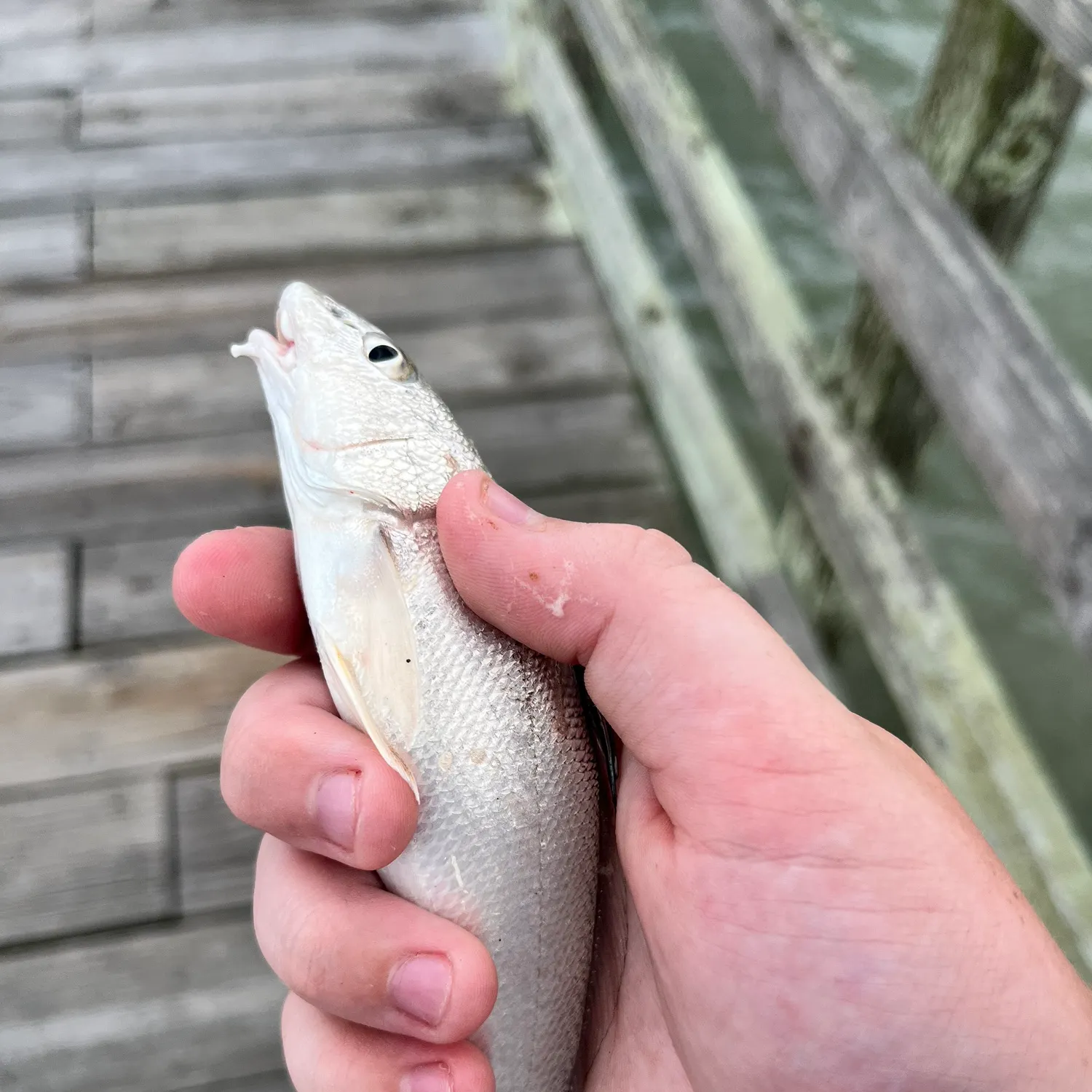 Gulf kingcroaker caught on Fishbrain