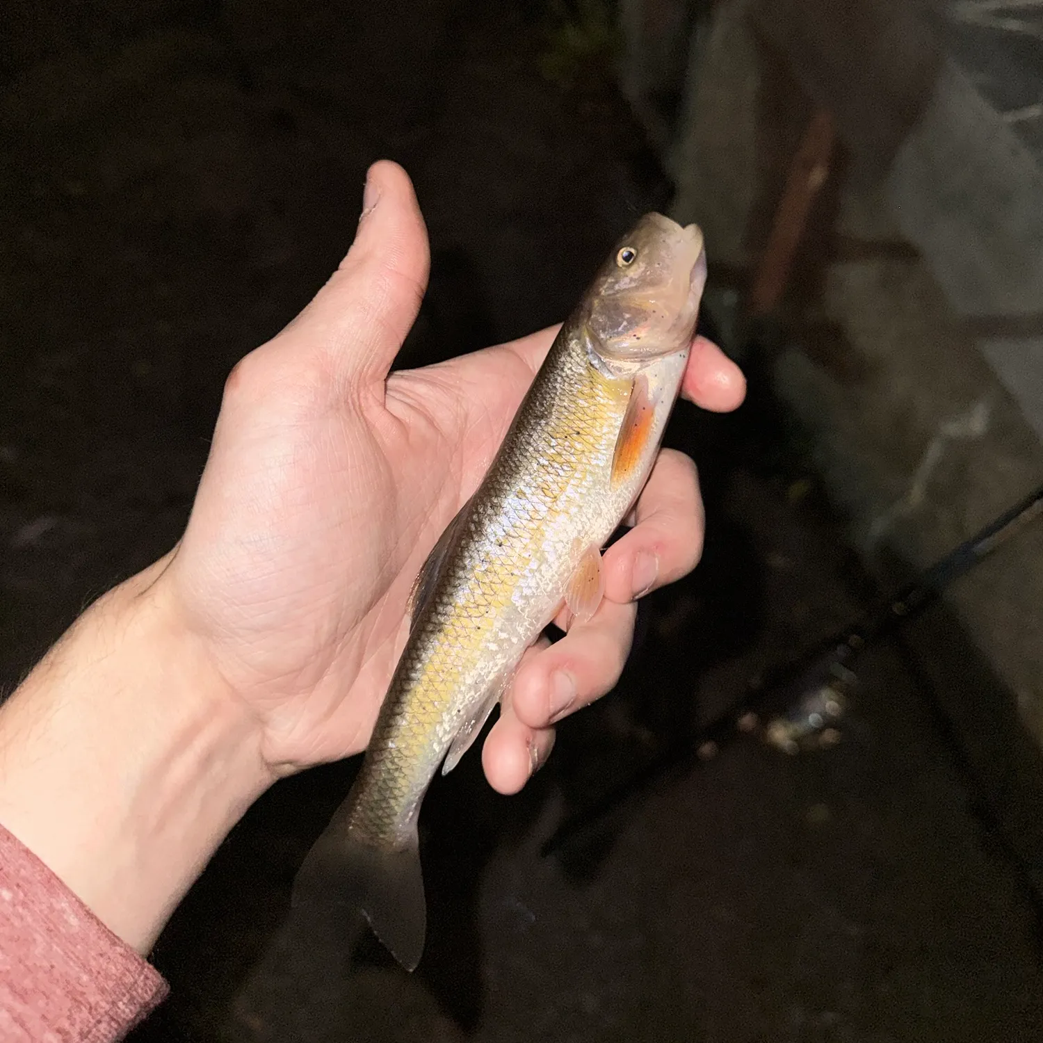 Creek chub caught on Fishbrain