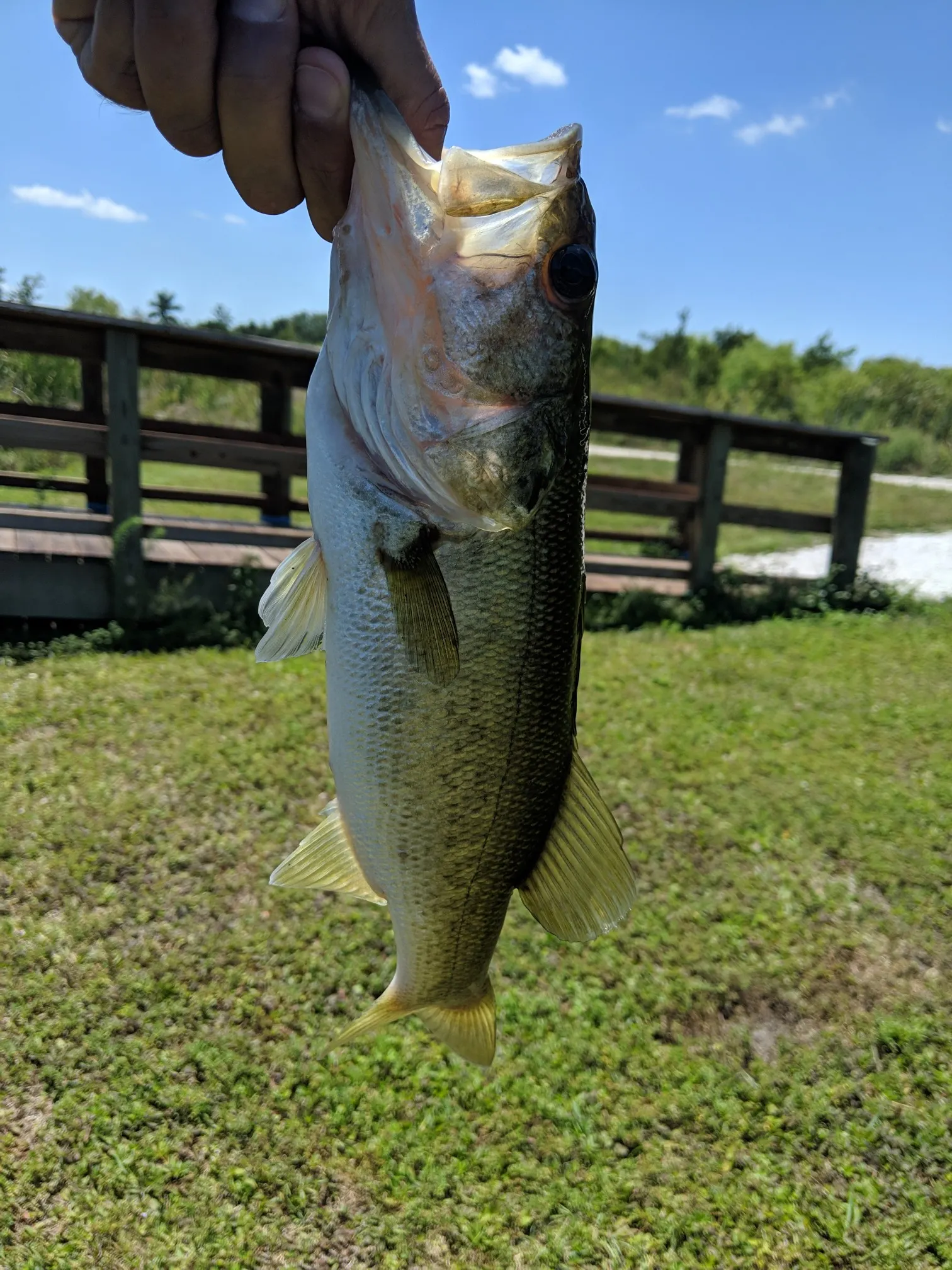 Post image from golfish11