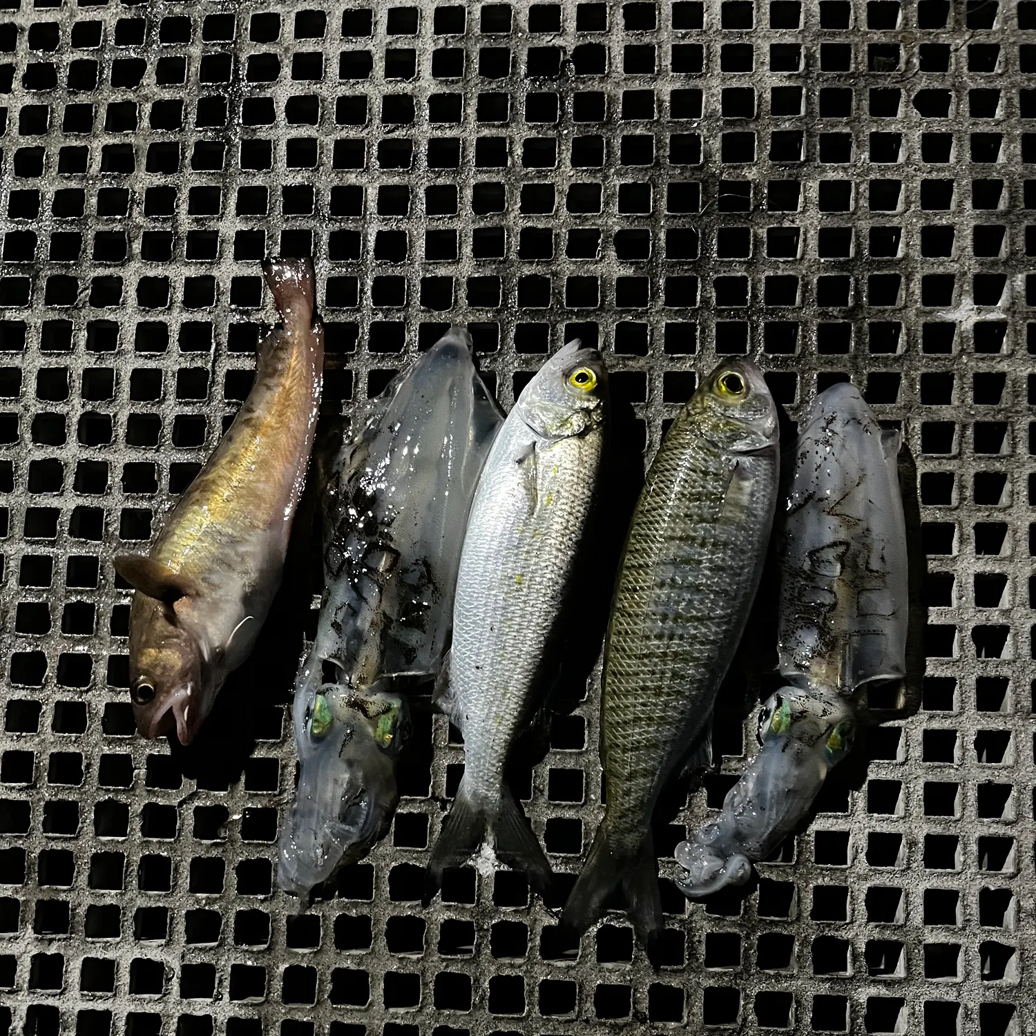 Fish caught on Fishbrain