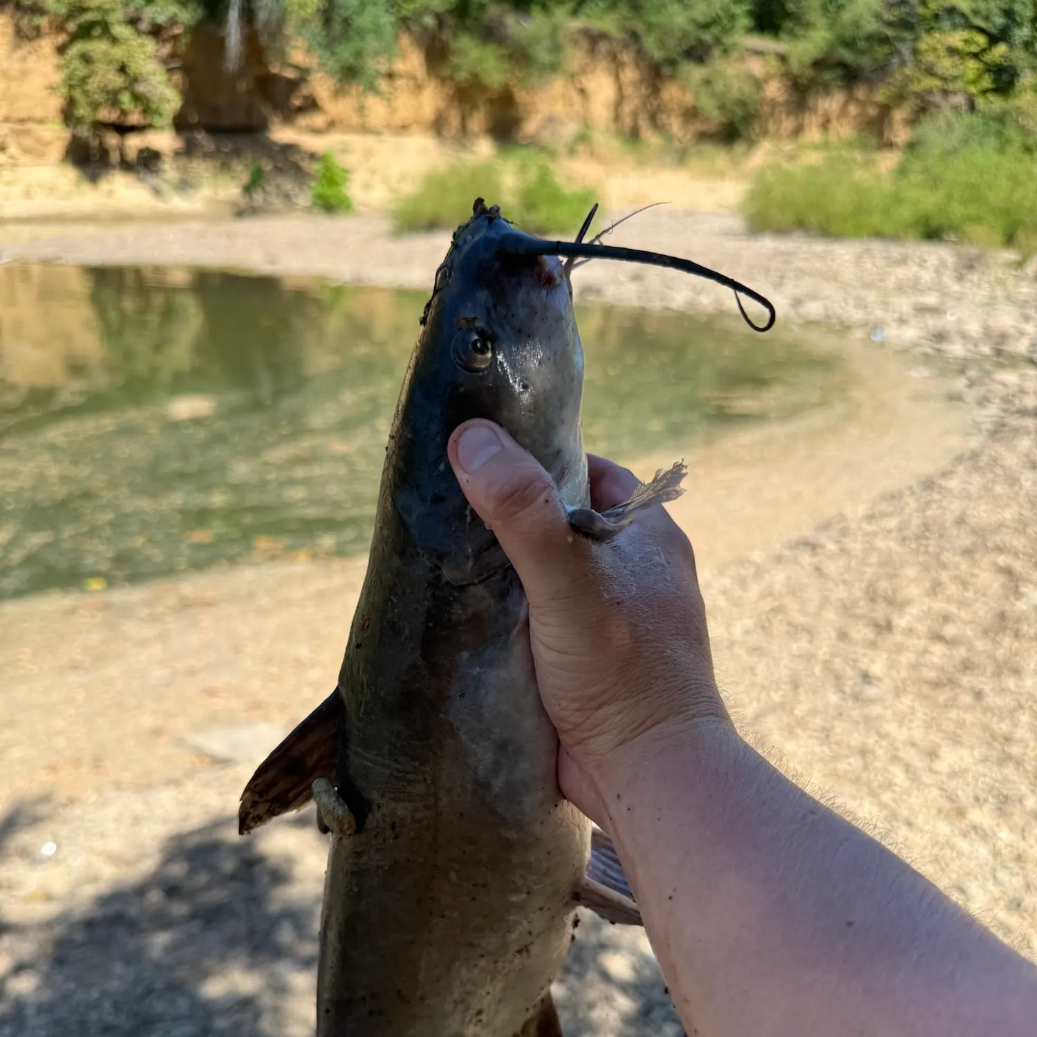 Channel catfish caught on Fishbrain
