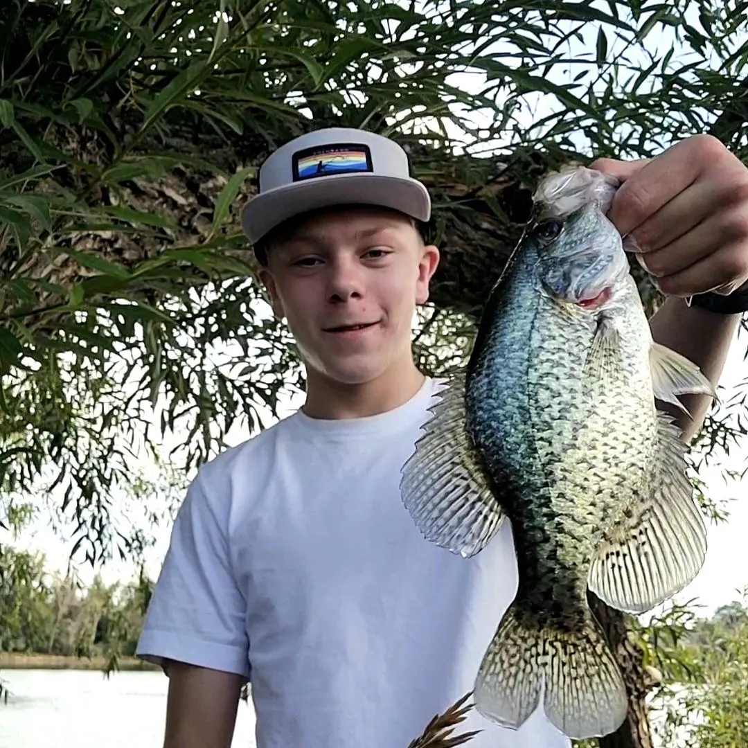 Black crappie caught on Fishbrain