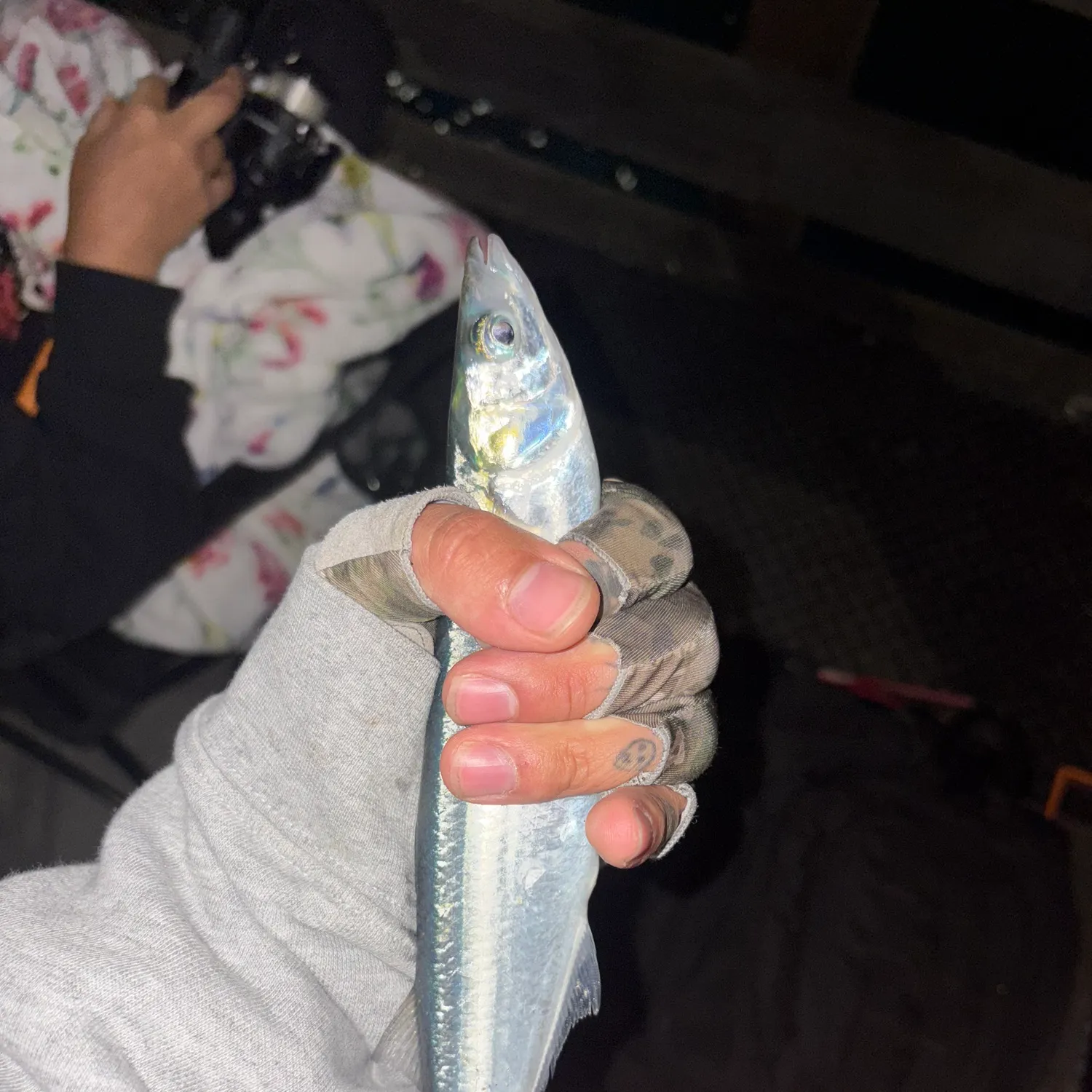 The most recent Jack silverside catches on Fishbrain