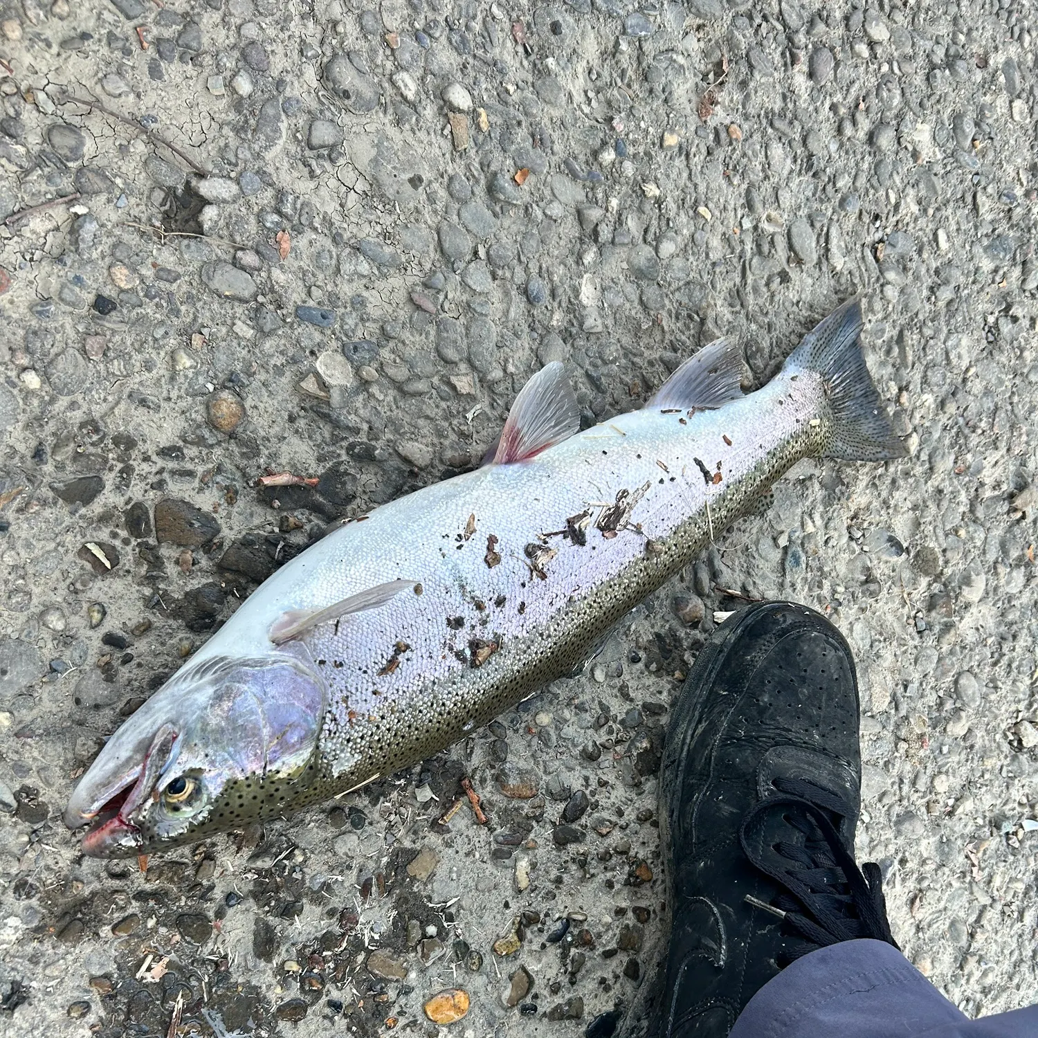 Steelhead caught on Fishbrain