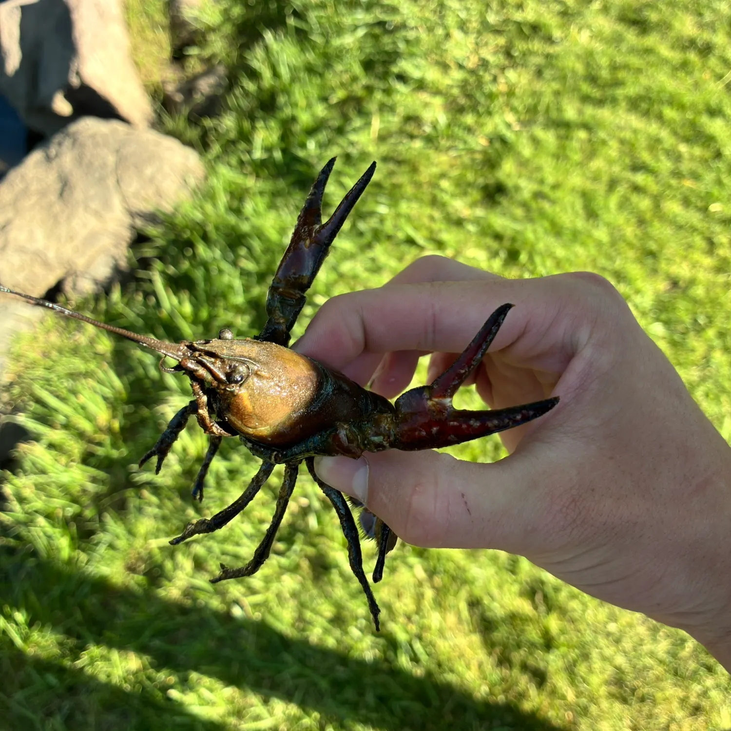The most recent Northern clearwater crayfish catches on Fishbrain