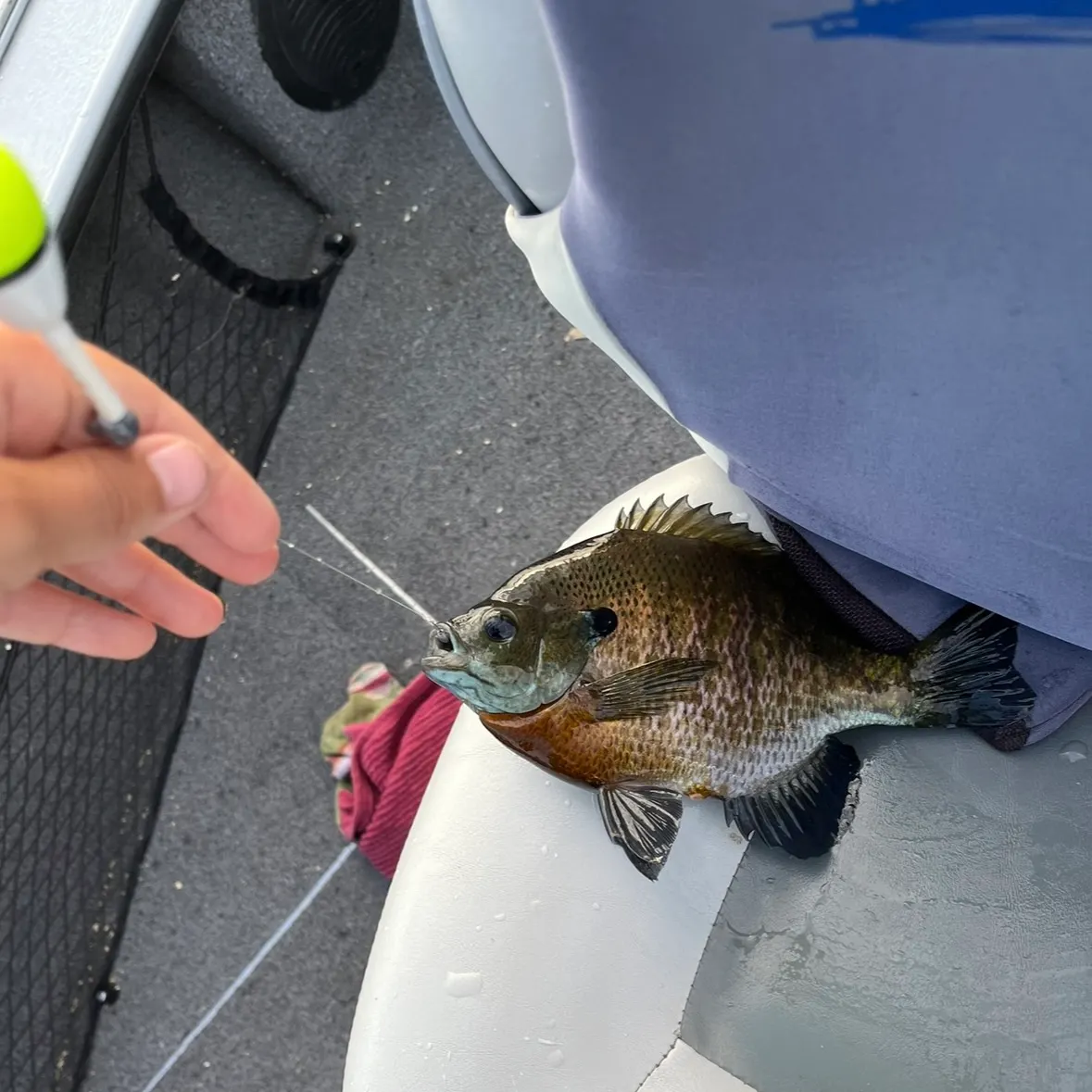 recently logged catches