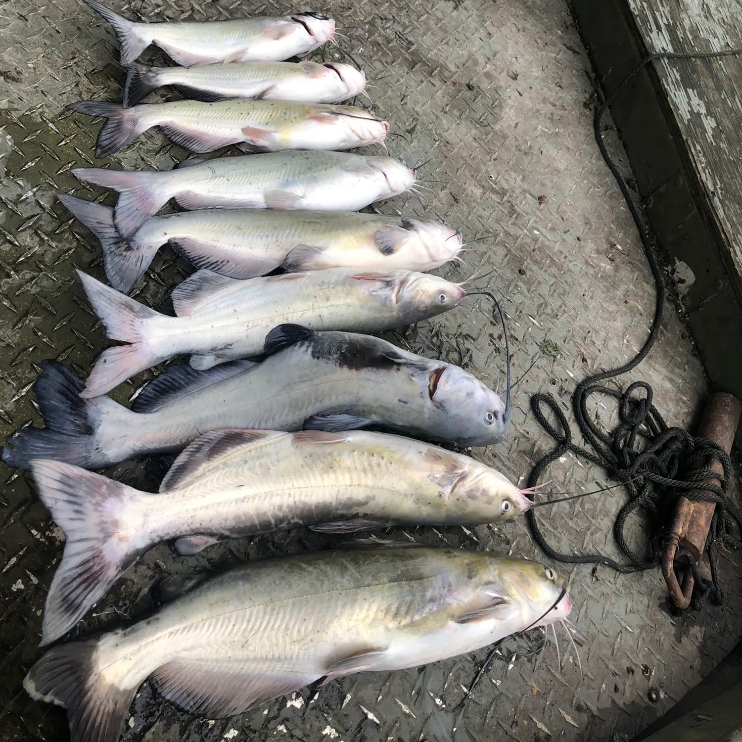 recently logged catches