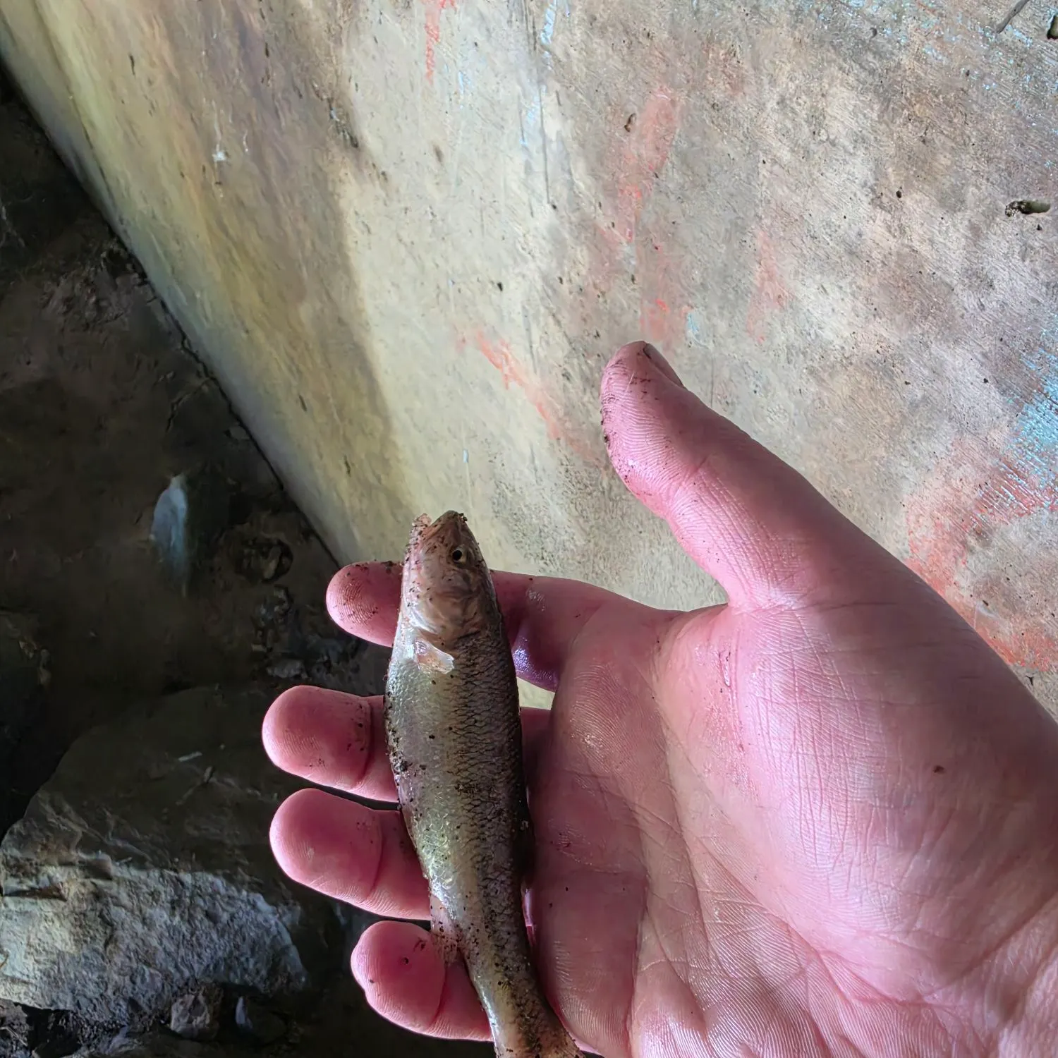Creek chub caught on Fishbrain