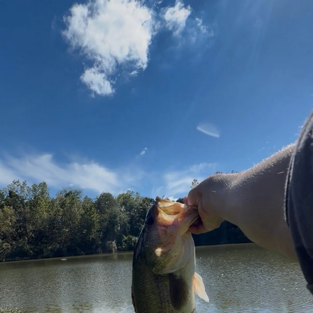 Largemouth bass caught on Fishbrain