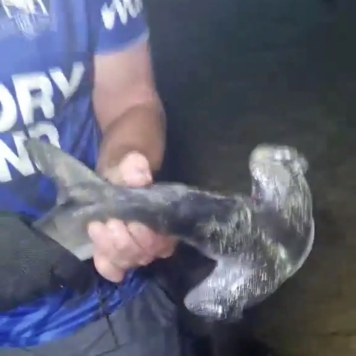 The most recent Scalloped hammerhead shark catches on Fishbrain