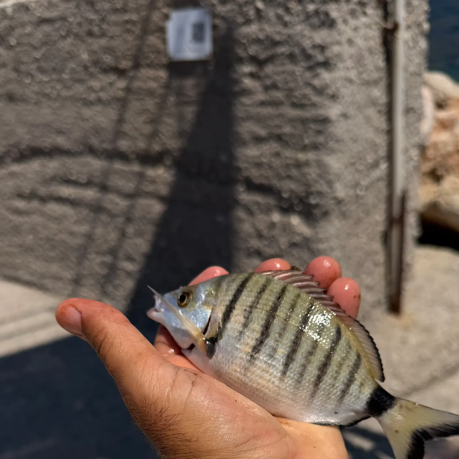White seabream caught on Fishbrain