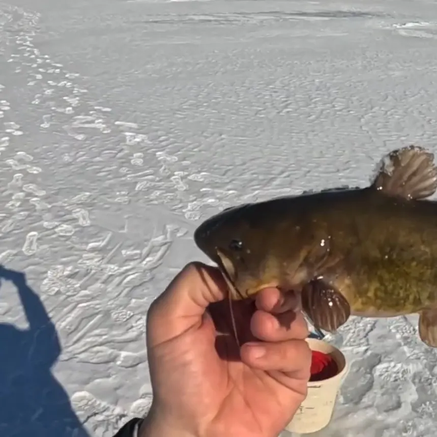 The most recent Brown bullhead catches on Fishbrain