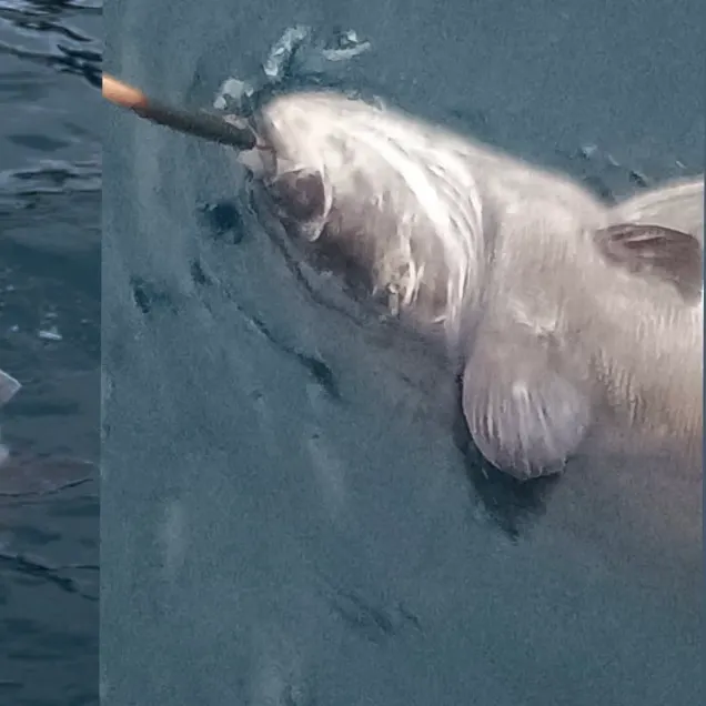 The most recent Giant sea bass catches on Fishbrain