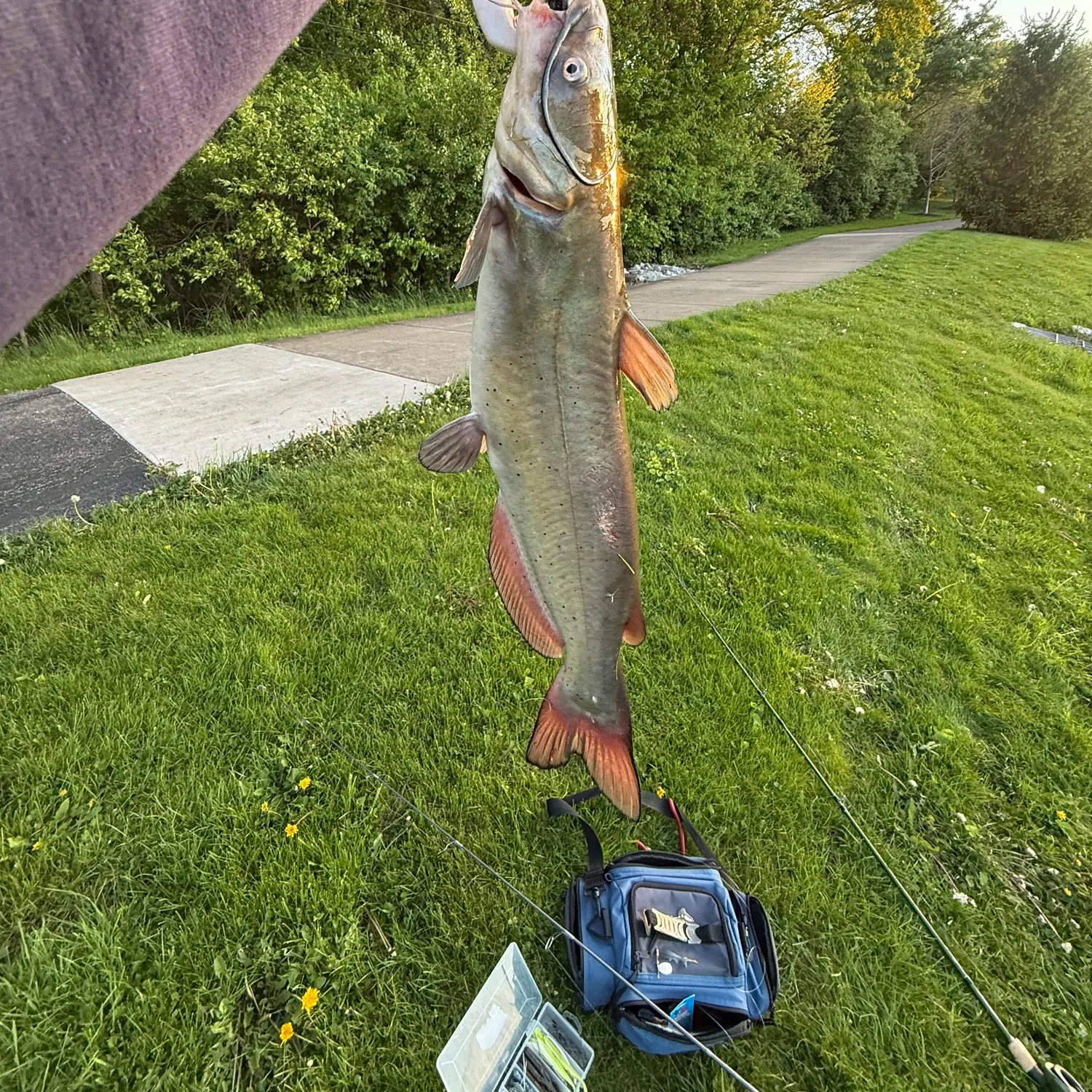 recently logged catches