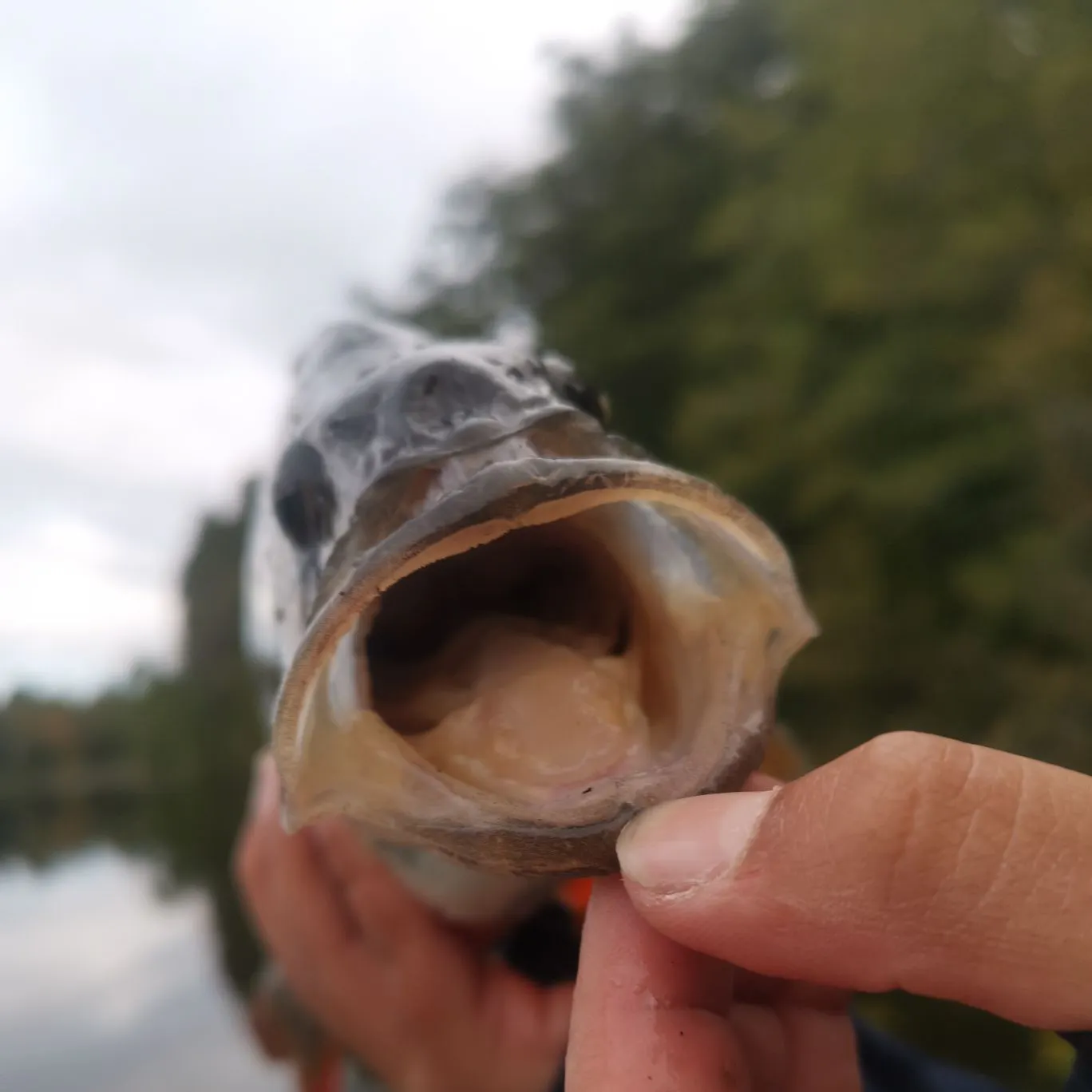 European perch caught on Fishbrain