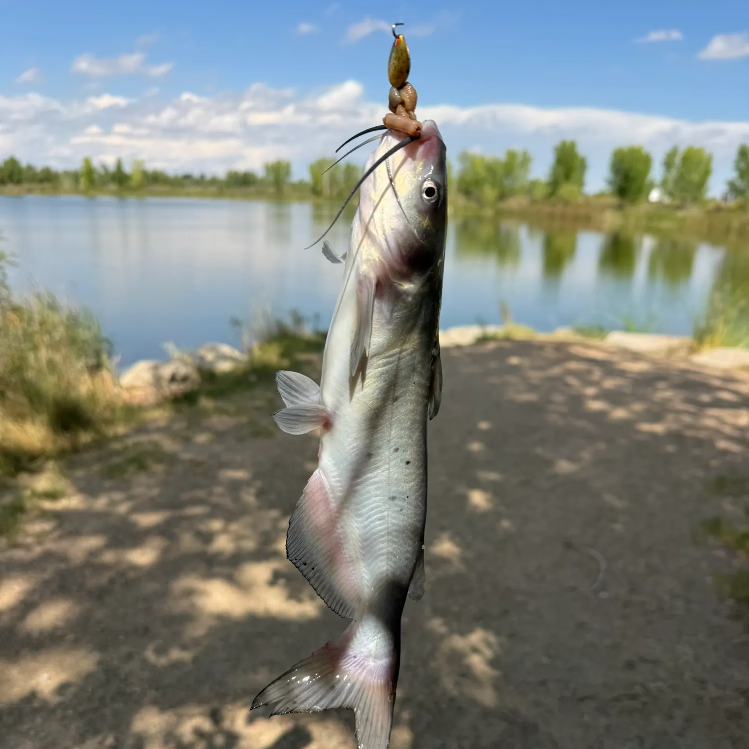 Channel catfish caught on Fishbrain