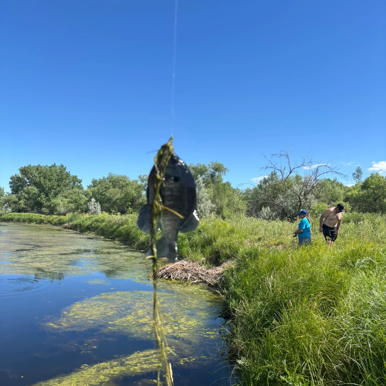 Bluegill caught on Fishbrain