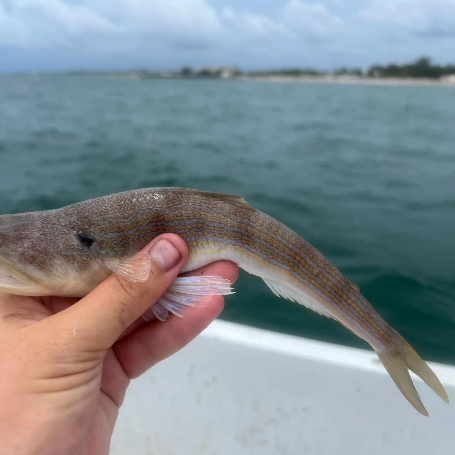 The most recent Snakefish catches on Fishbrain