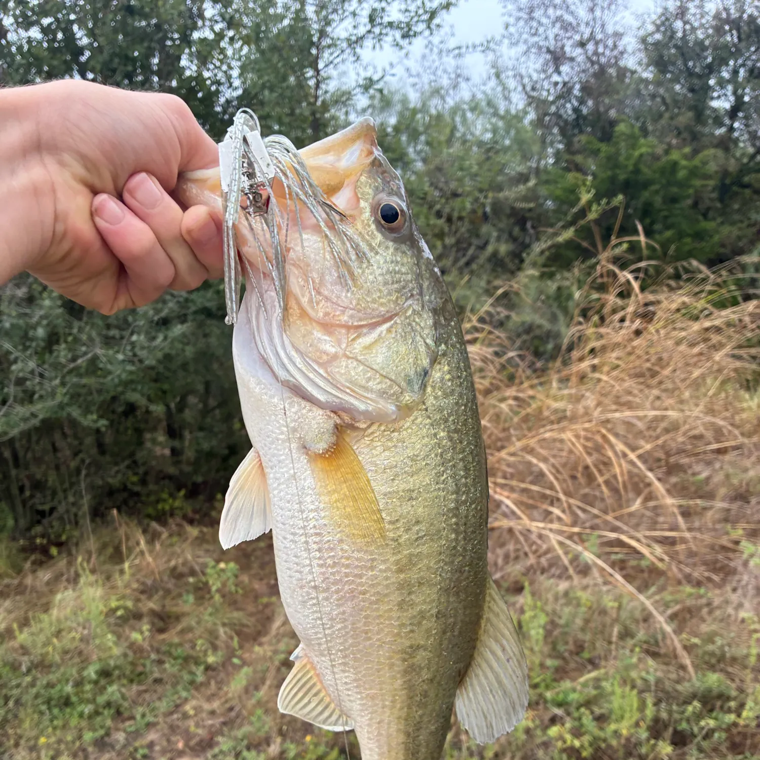 Spotted bass caught on Fishbrain