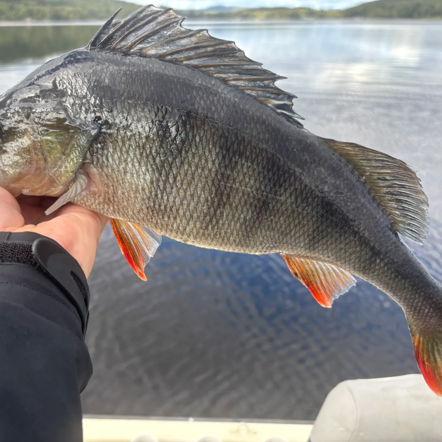 European perch caught on Fishbrain