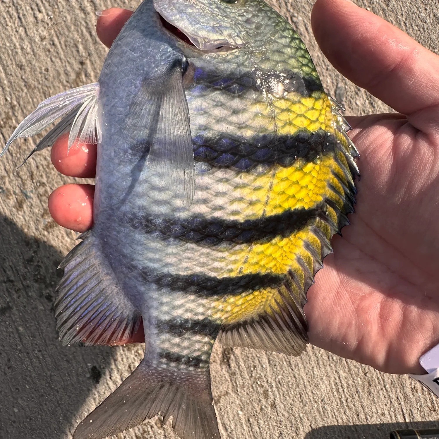 The most recent Panamic sergeant major catches on Fishbrain