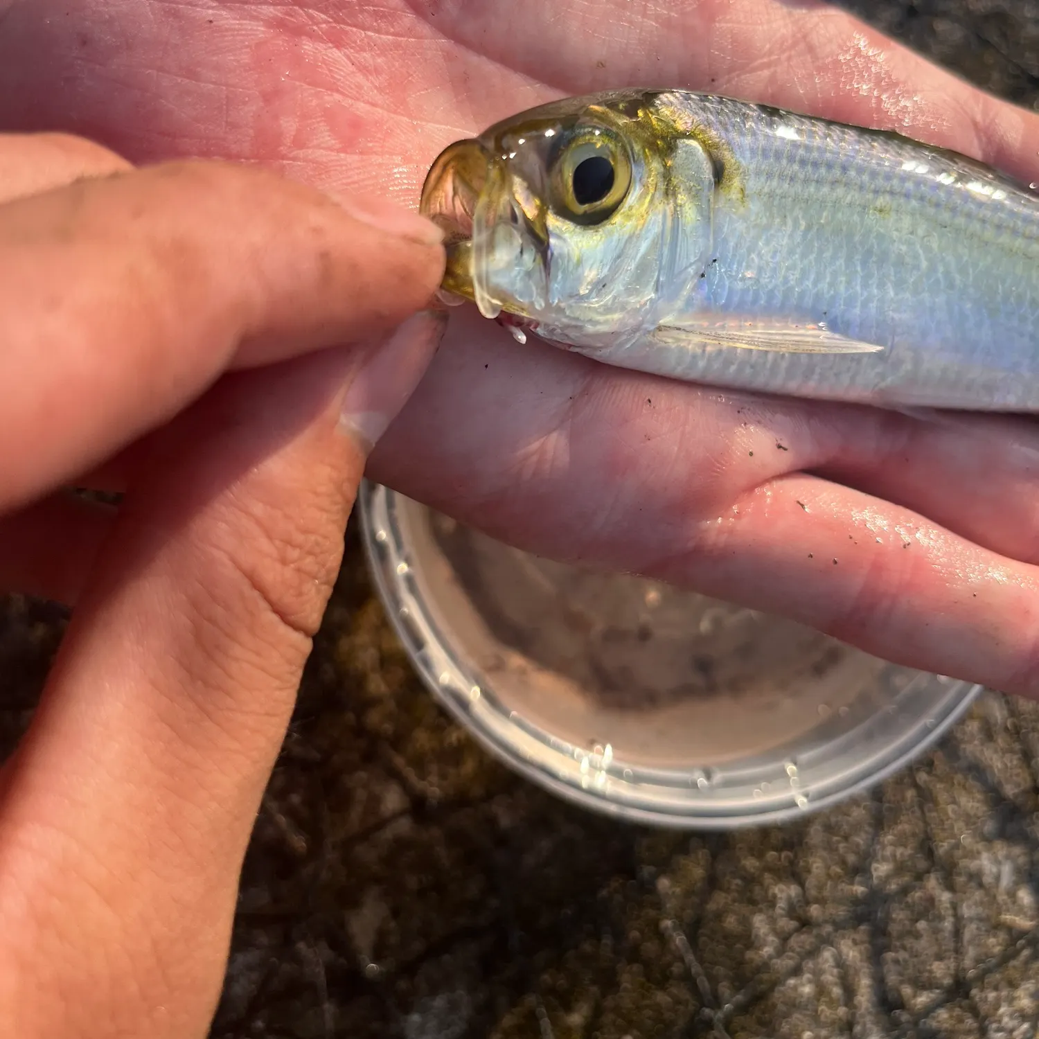 The most recent Blueback shad catches on Fishbrain