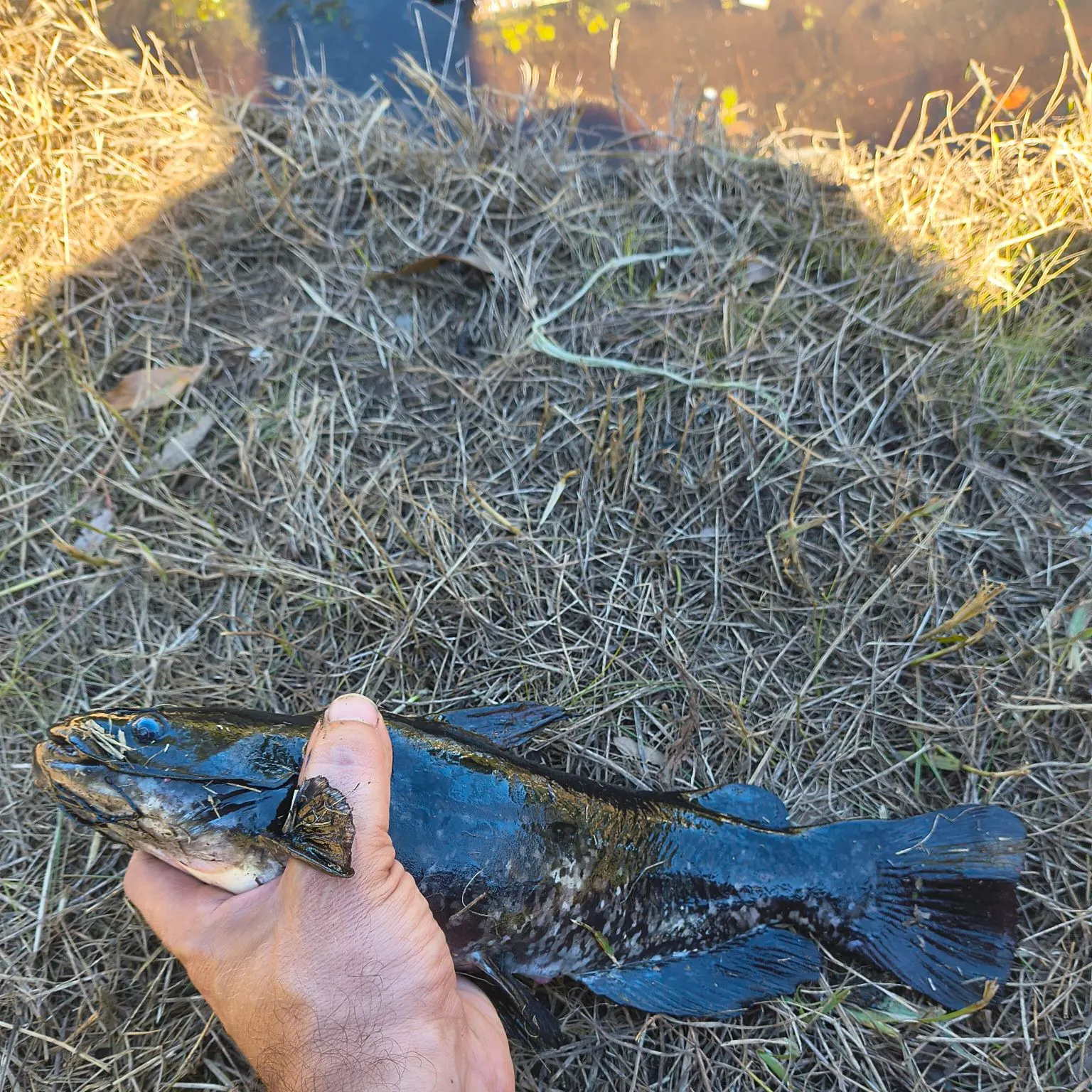 Brown bullhead caught on Fishbrain