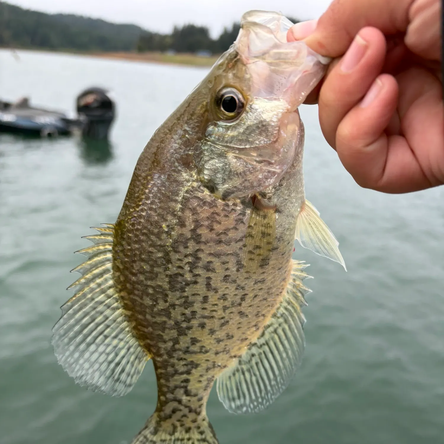 Black crappie caught on Fishbrain
