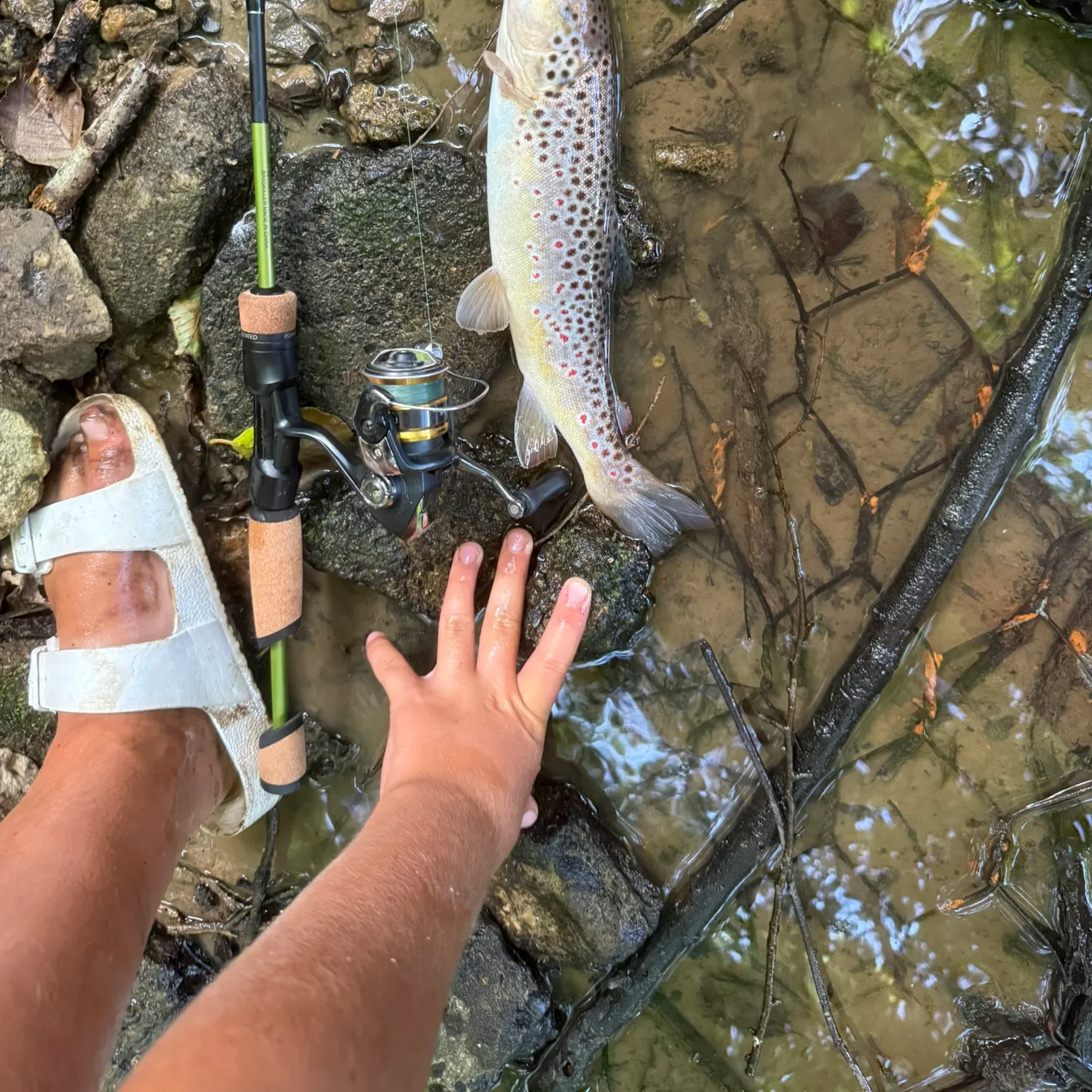 The most recent Lake trout catches on Fishbrain
