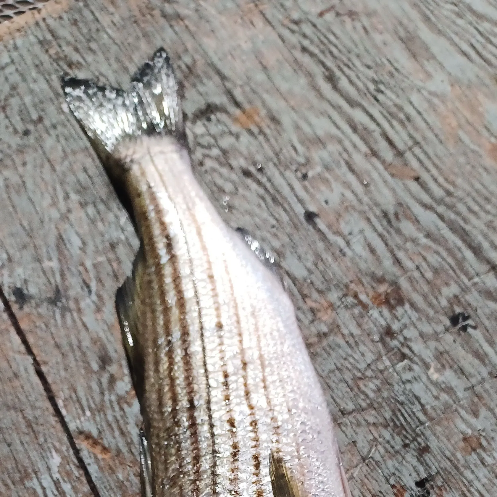 Striped bass caught on Fishbrain