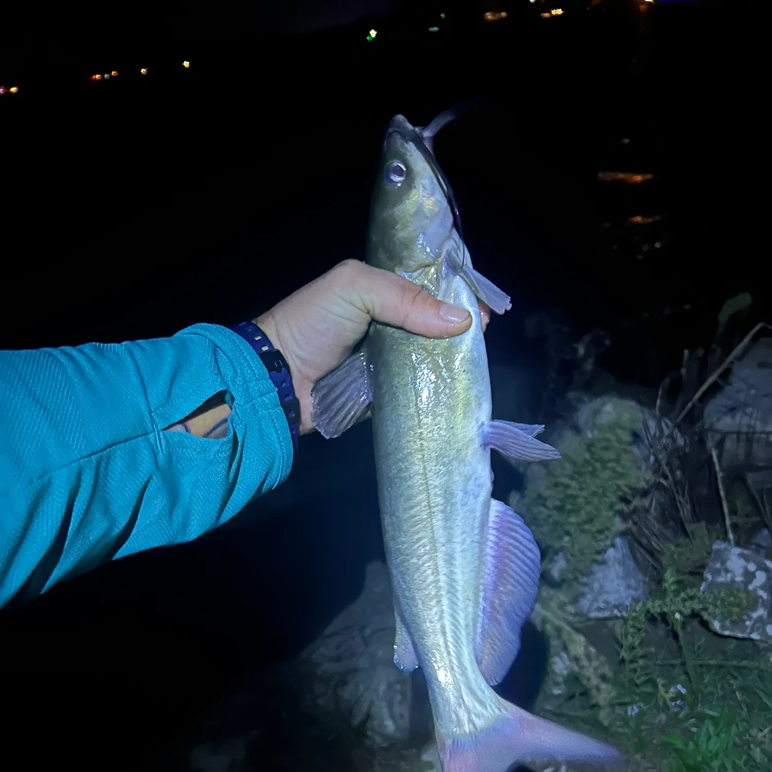 Channel catfish caught on Fishbrain