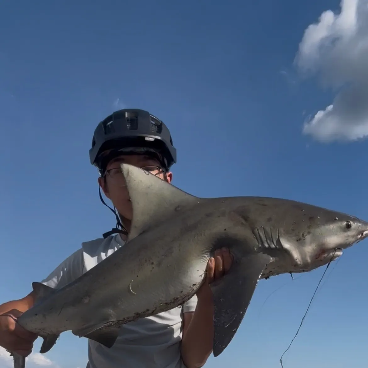 The most recent Bull shark catches on Fishbrain