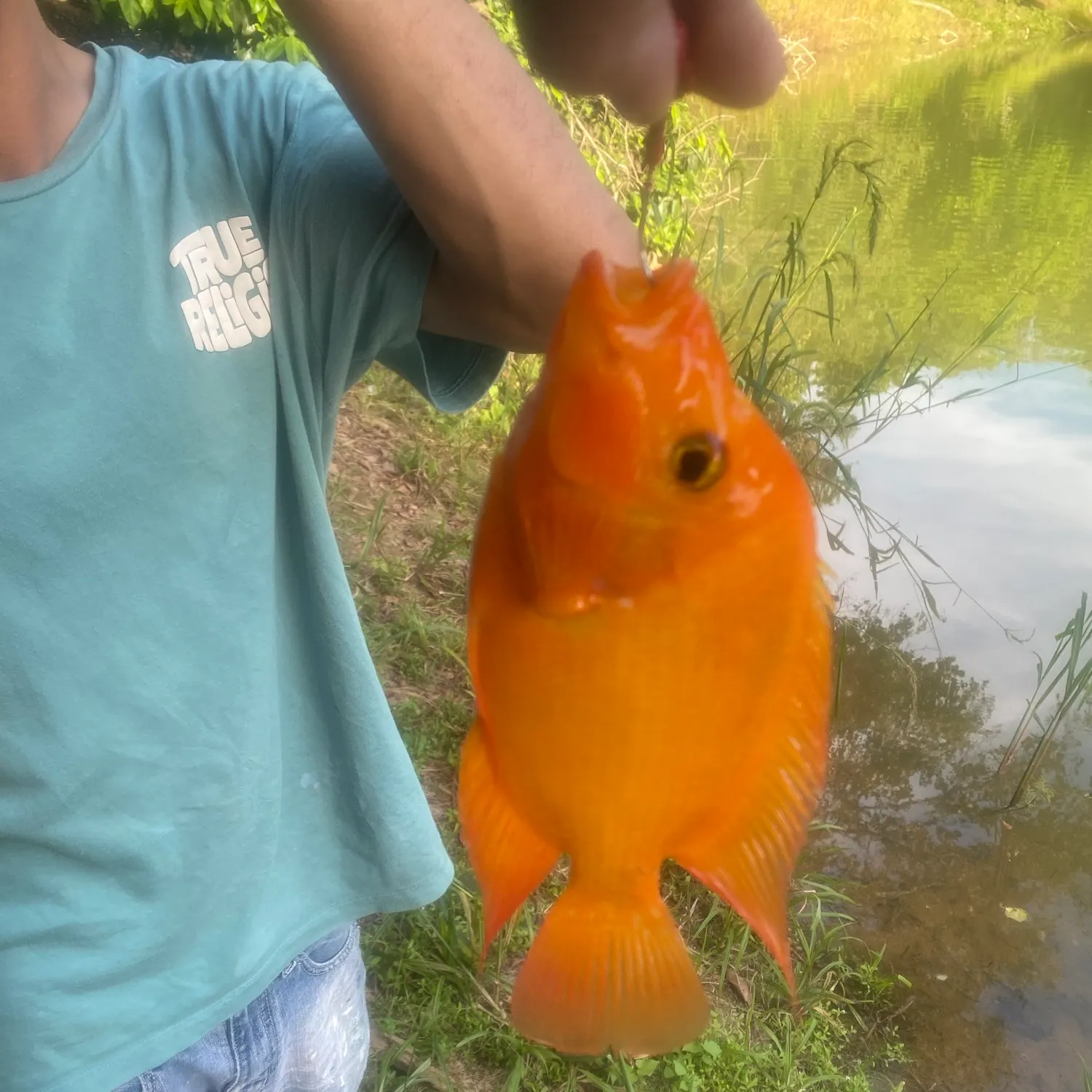 Fish caught on Fishbrain