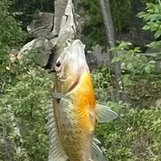 Bluegill caught on Fishbrain