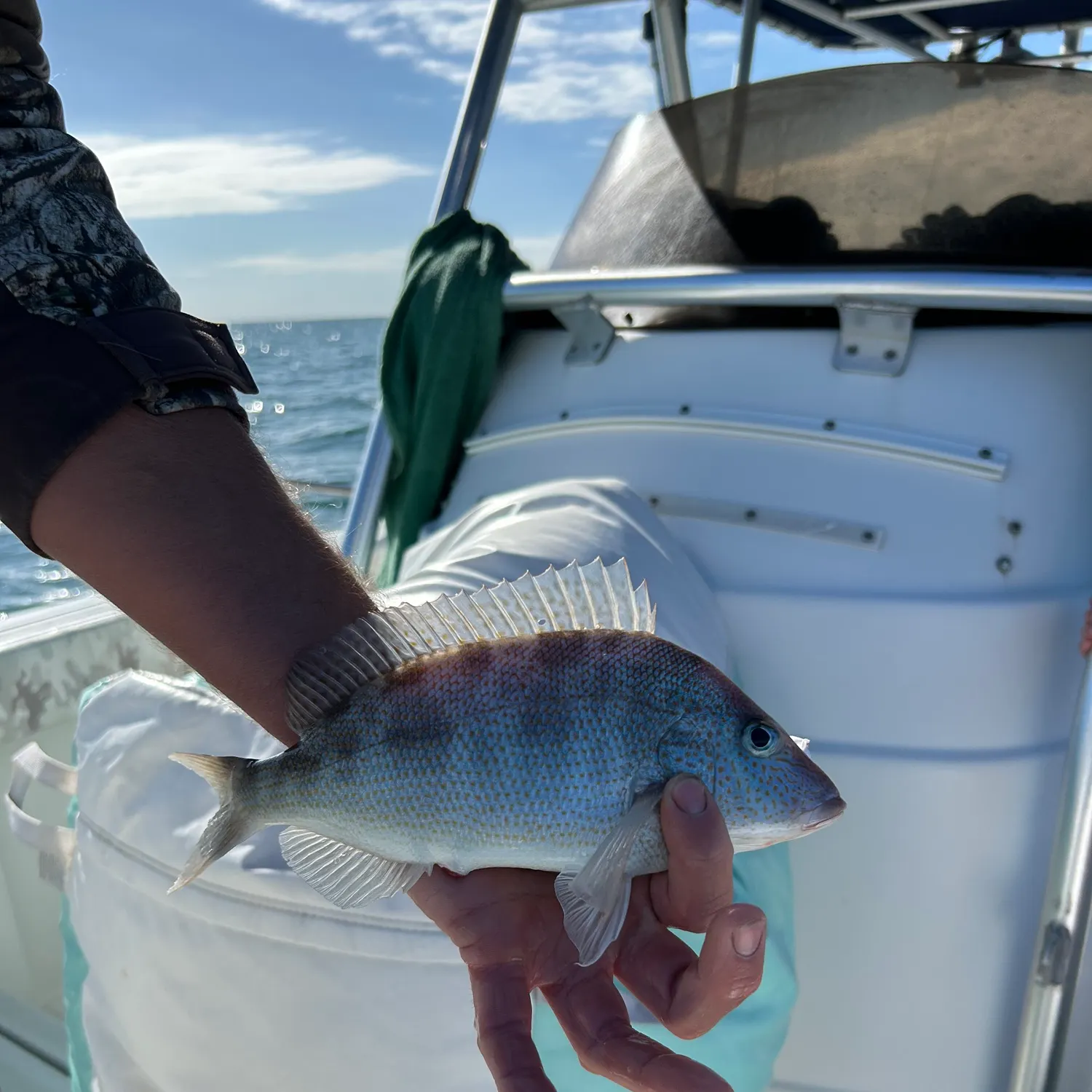 The most recent Pinfish catches on Fishbrain