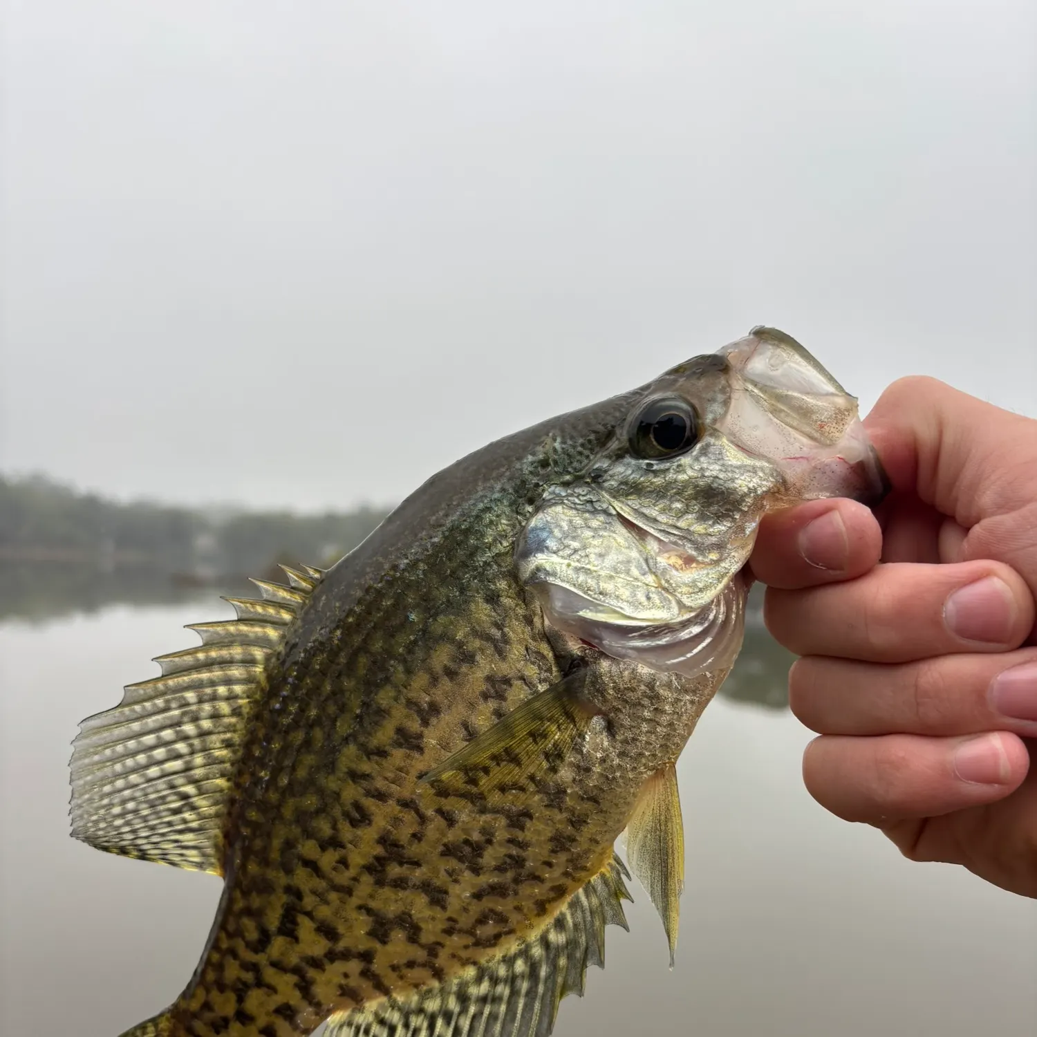 Black crappie caught on Fishbrain