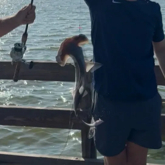 The most recent Scalloped hammerhead shark catches on Fishbrain